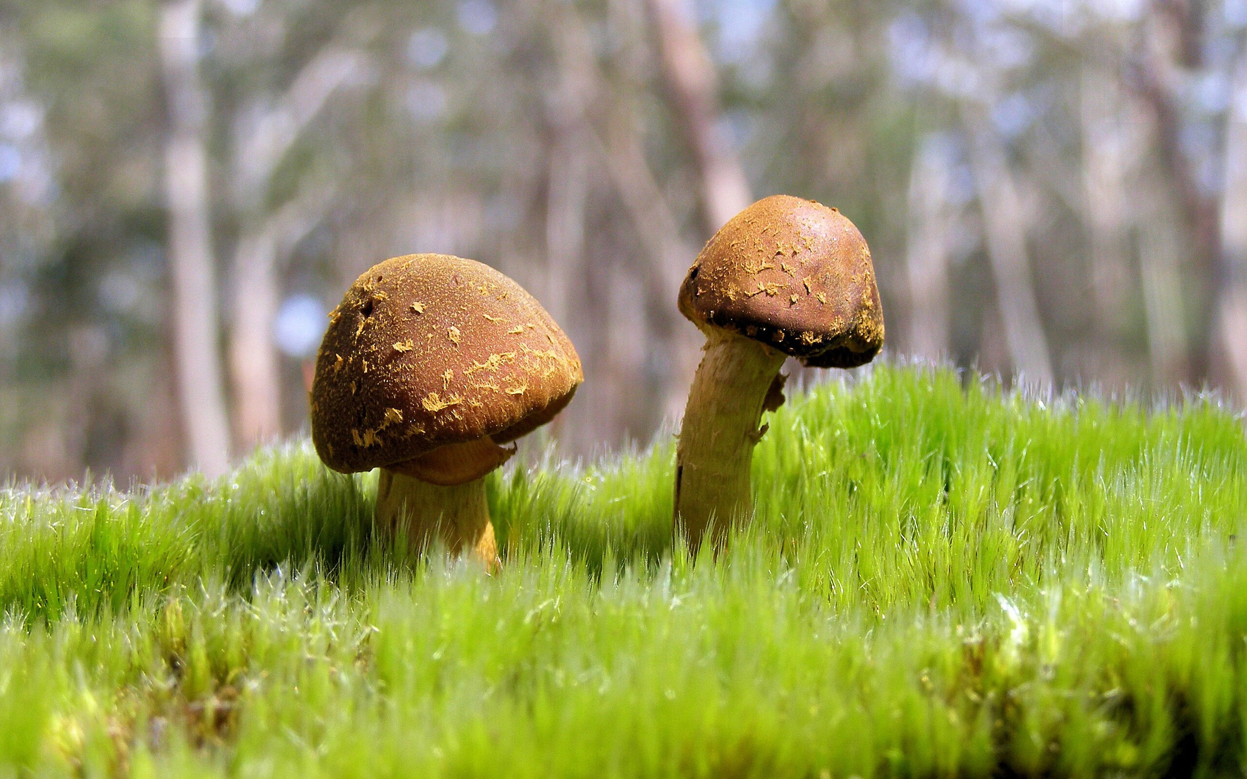 统治级霍勒迪终结爵士,辽宁队展露冠军相